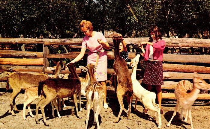 Floridaland - Vintage Postcard (newer photo)